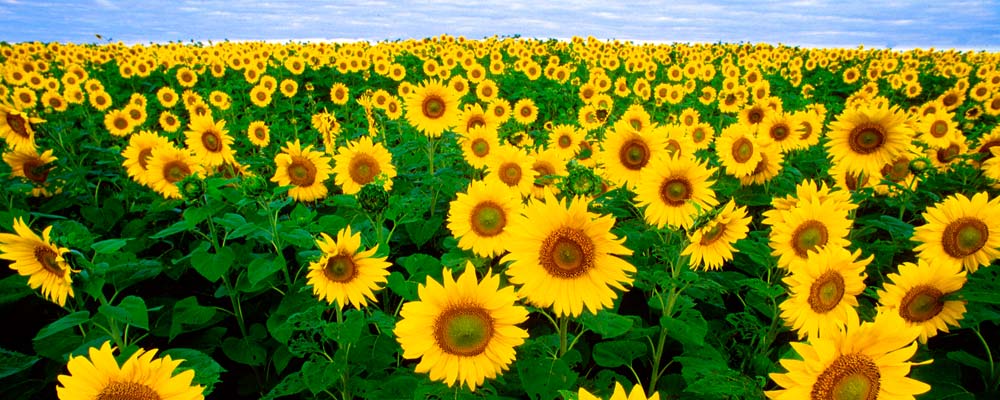 А земля А земля